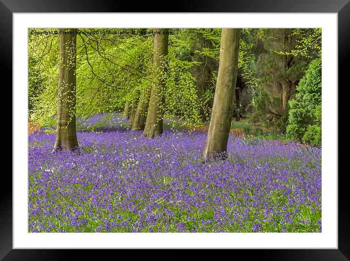 A Carpet of Blue Framed Mounted Print by Trevor Kersley RIP