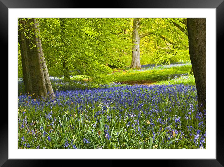Spring in the Woods Framed Mounted Print by Trevor Kersley RIP