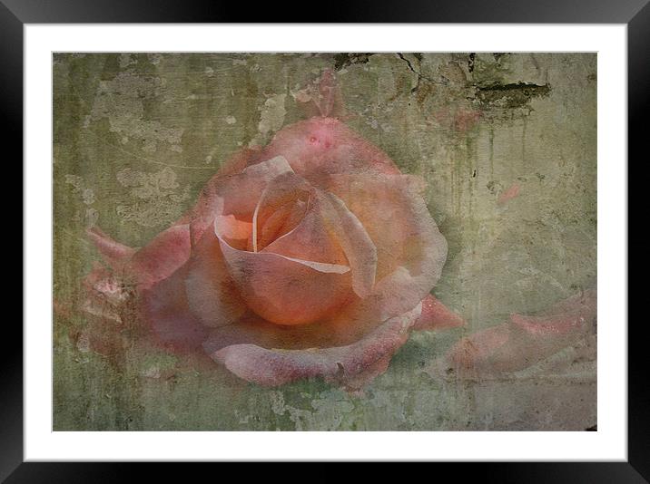 Faded Rose Framed Mounted Print by Trevor Kersley RIP