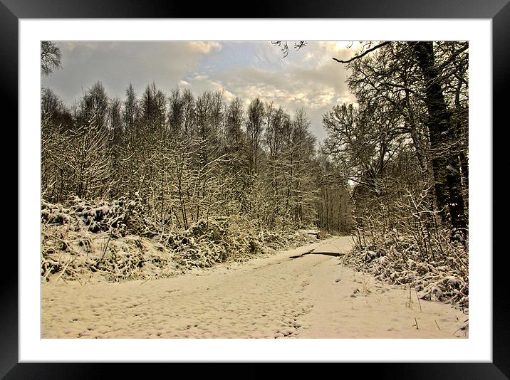 Winter in the Woods Framed Mounted Print by Trevor Kersley RIP