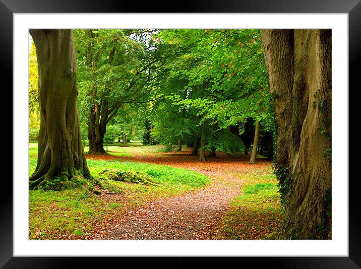 Woodland Pathway Framed Mounted Print by Trevor Kersley RIP