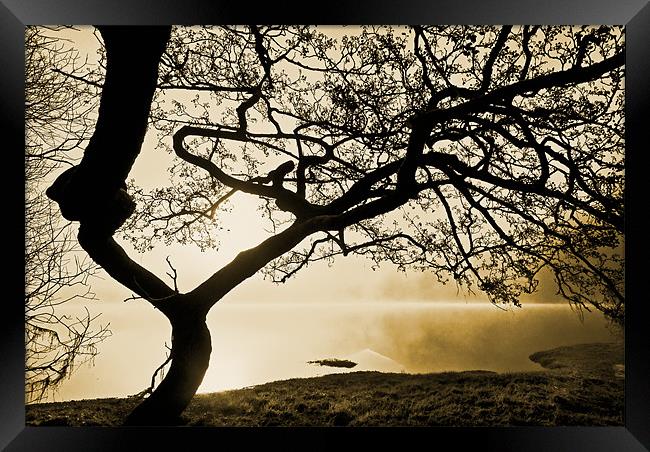 Tree Of The Mist, Ullswater Framed Print by Jason Connolly