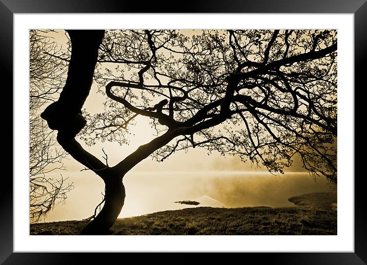 Tree Of The Mist, Ullswater Framed Mounted Print by Jason Connolly
