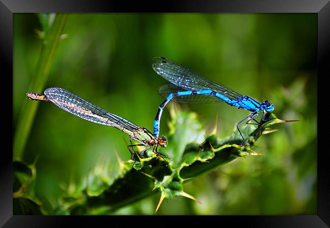 Damselfly Love Framed Print by Jason Connolly