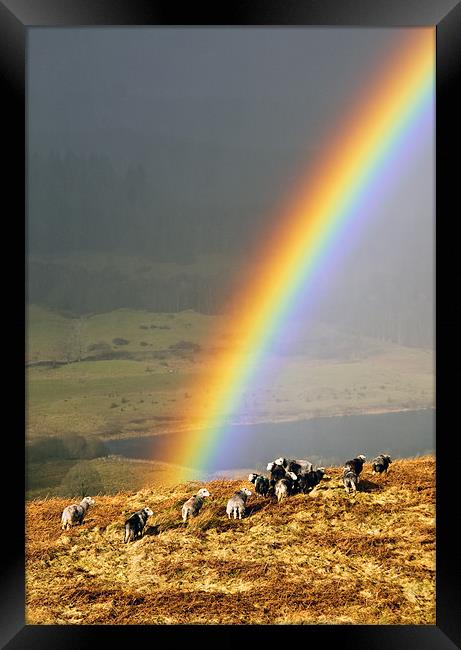 Rainbow Framed Print by Jason Connolly
