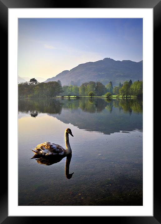 A Swans Life Framed Mounted Print by Jason Connolly