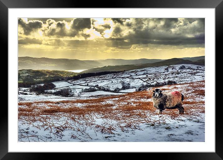 Coniston Sheep Framed Mounted Print by Jason Connolly