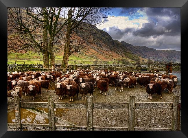 The Herdwick Sheep Of Langdale Framed Print by Jason Connolly