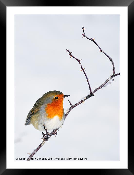 Winter Robin Framed Mounted Print by Jason Connolly