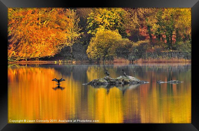 The Rydalwater Cormorants Framed Print by Jason Connolly