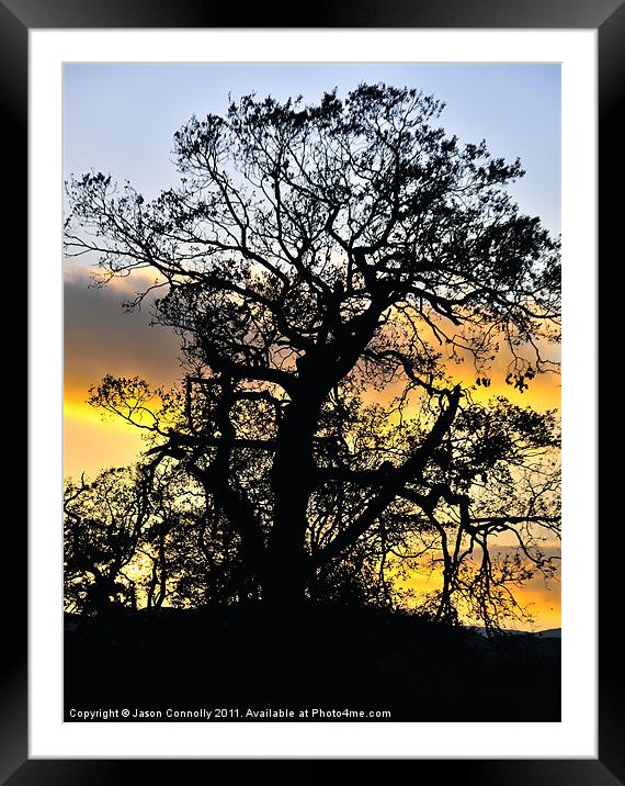 Sunset Tree Framed Mounted Print by Jason Connolly