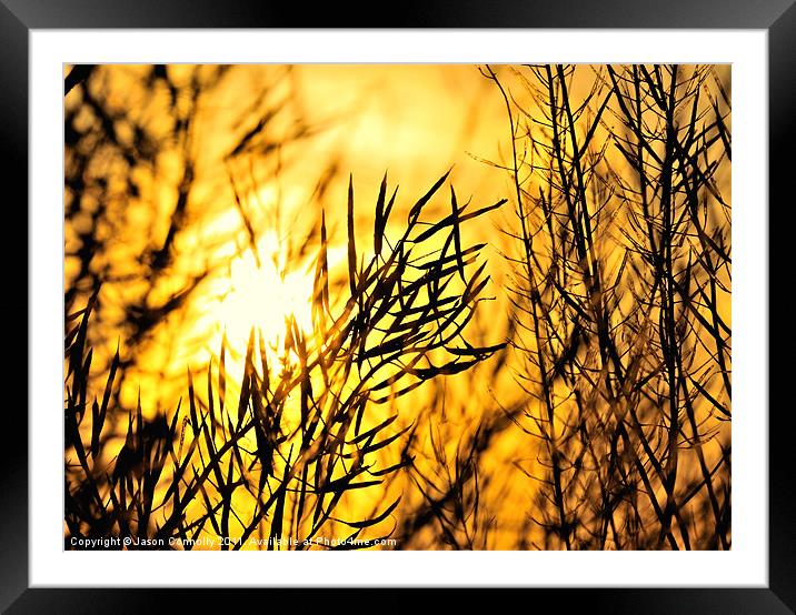 Sunset Through The Reeds Framed Mounted Print by Jason Connolly