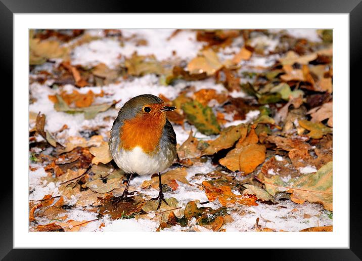 Winter Robin Framed Mounted Print by Jason Connolly