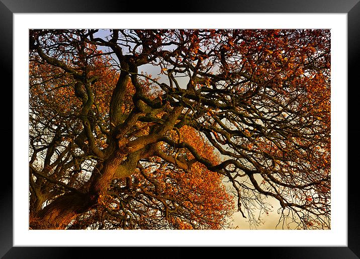 Autumness Framed Mounted Print by Jason Connolly