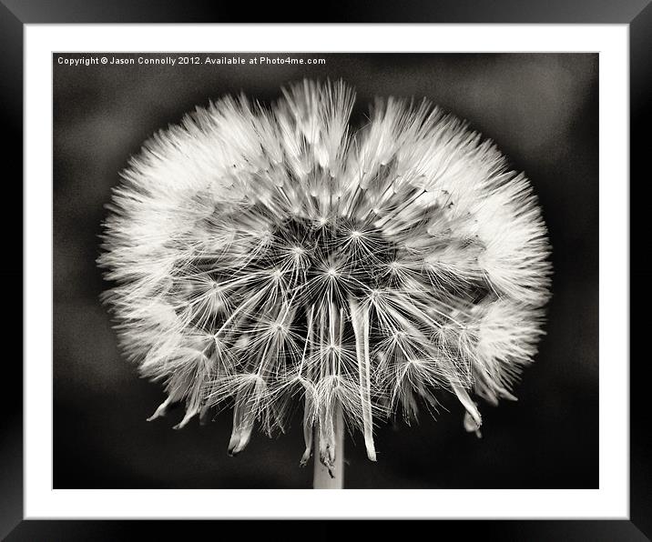 Dandy seeds Framed Mounted Print by Jason Connolly