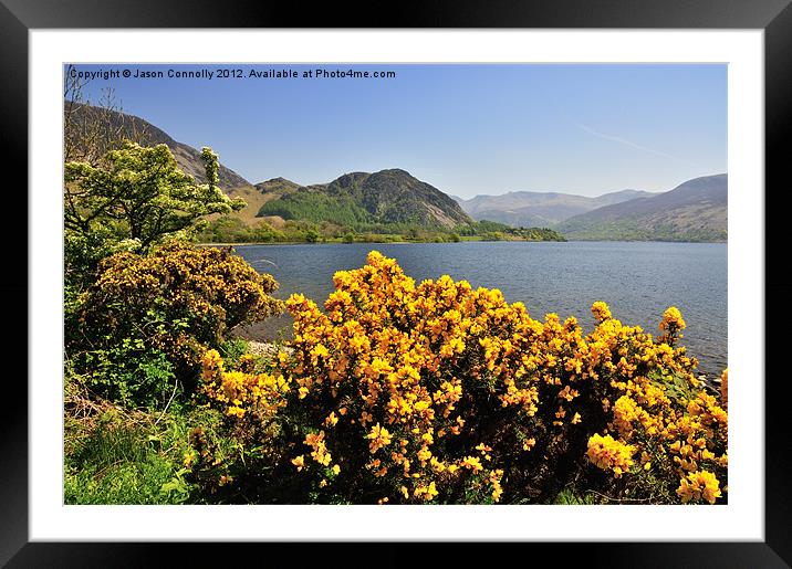 Gorse At Ennerdale Framed Mounted Print by Jason Connolly