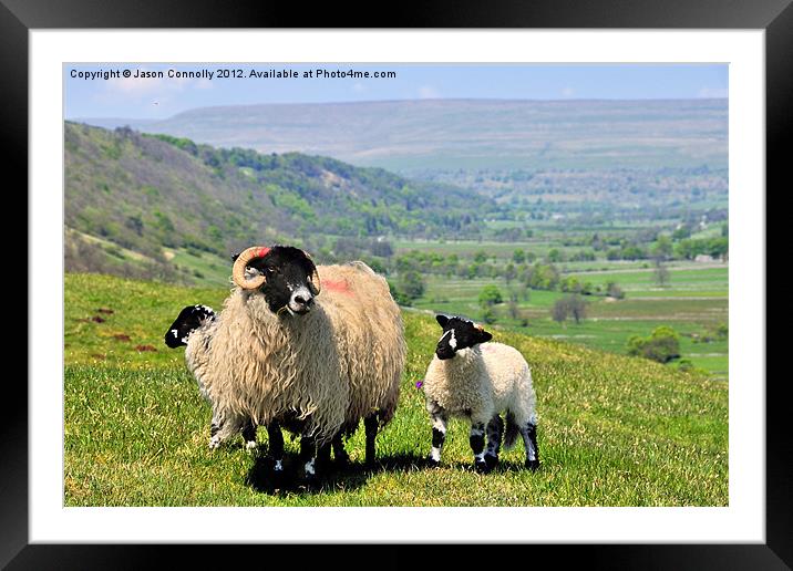 Yorkshire Sheep Framed Mounted Print by Jason Connolly