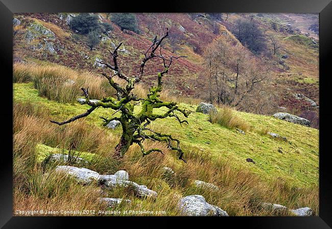 Gnarled Tree, Kirkstone Framed Print by Jason Connolly