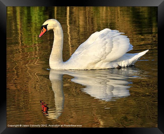 Mute Swan Framed Print by Jason Connolly