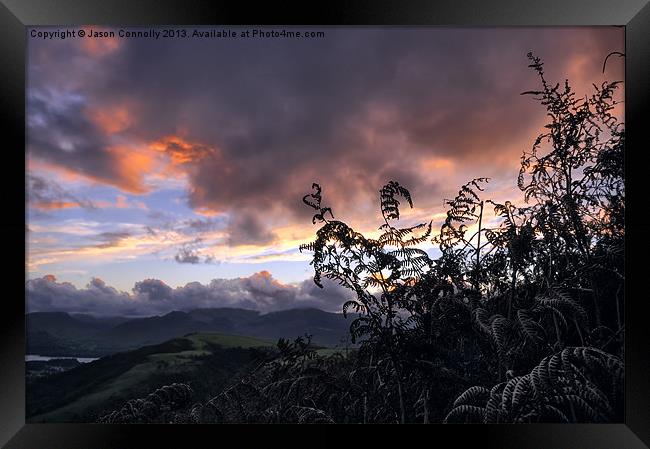 Ferns At Sunset Framed Print by Jason Connolly