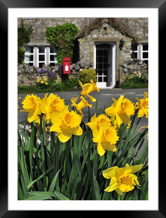 Yorkshire Daffodils Framed Mounted Print by Jason Connolly