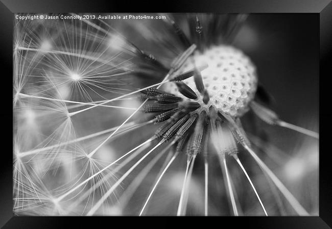 Dandelion Seeds Framed Print by Jason Connolly