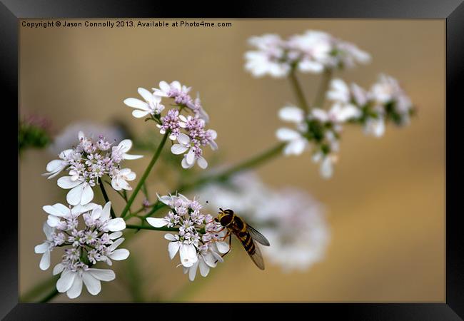 Hover Fly Framed Print by Jason Connolly