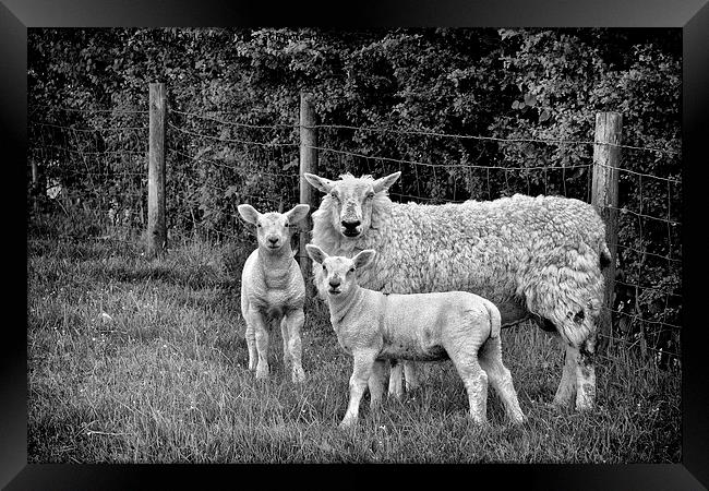  Sheep Framed Print by Jason Connolly