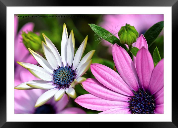  Flowers Framed Mounted Print by Jason Connolly