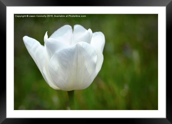  White Tulip Framed Mounted Print by Jason Connolly