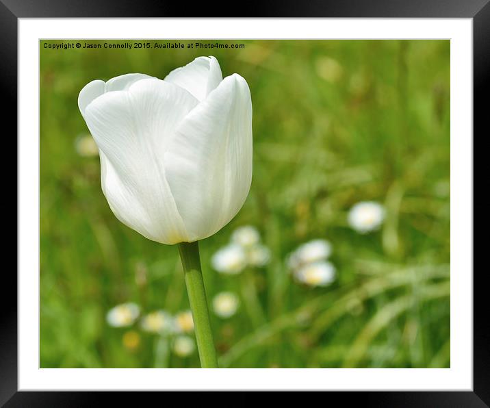  White Tulip Framed Mounted Print by Jason Connolly