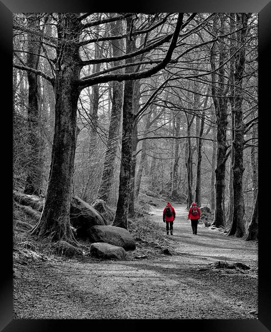 Forest Walk Elterwater Framed Print by Jason Connolly