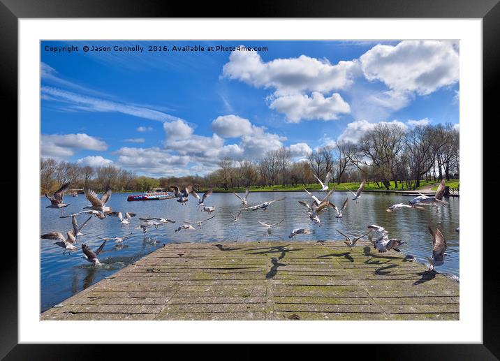 Stanley Park Seagulls Framed Mounted Print by Jason Connolly