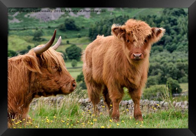 Highland Cattle Framed Print by Jason Connolly