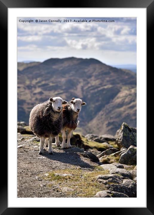 The Langdale Herdies Framed Mounted Print by Jason Connolly