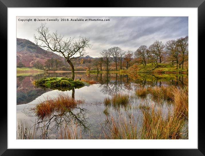 The Tree At Rydalwater Framed Mounted Print by Jason Connolly
