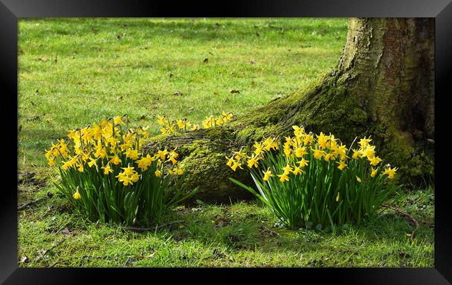 Spring Daffodils Framed Print by Jason Connolly