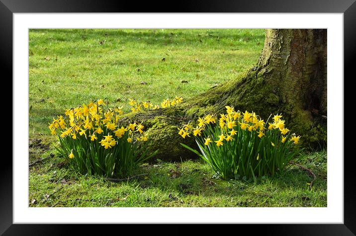 Spring Daffodils Framed Mounted Print by Jason Connolly