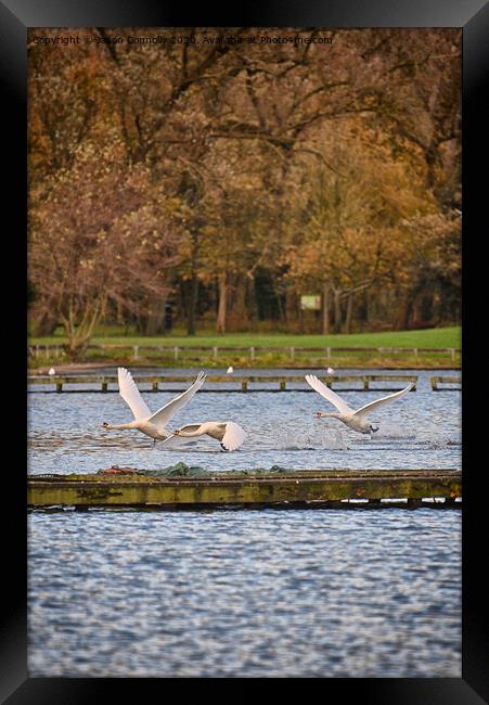 Swans At Stanley Park Framed Print by Jason Connolly