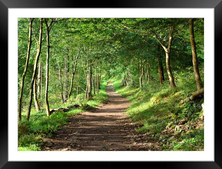 Eaves Wood Forest Path Framed Mounted Print by Jason Connolly