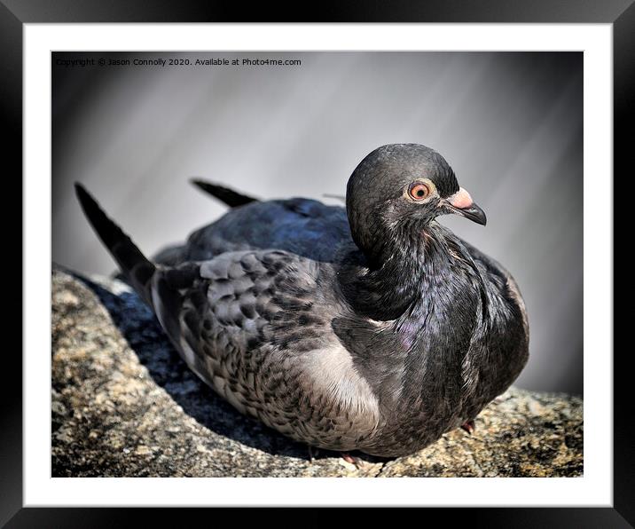 The Pigeon. Framed Mounted Print by Jason Connolly