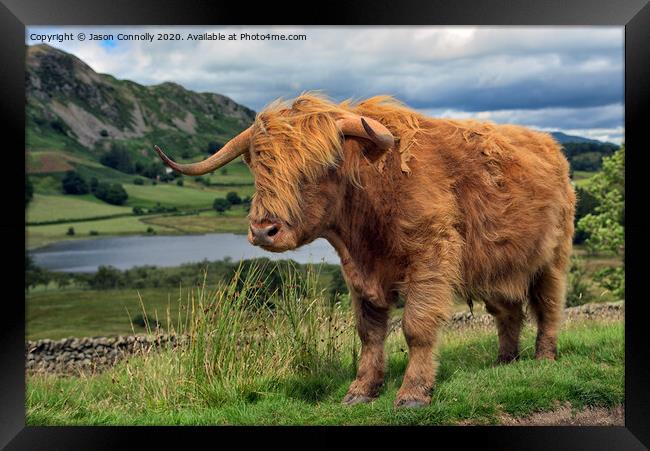 Highland Cattle Framed Print by Jason Connolly