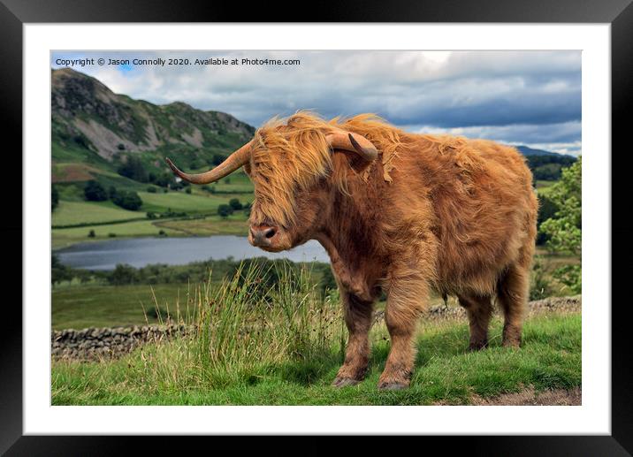 Highland Cattle Framed Mounted Print by Jason Connolly
