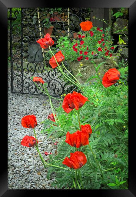 Poppy Garden. Framed Print by Jason Connolly