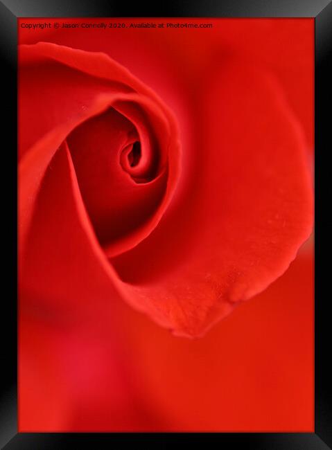 Roses Are Red. Framed Print by Jason Connolly