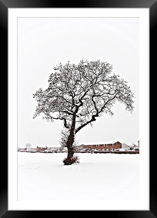 Gnarled tree in the snow Framed Mounted Print by Tom Gomez