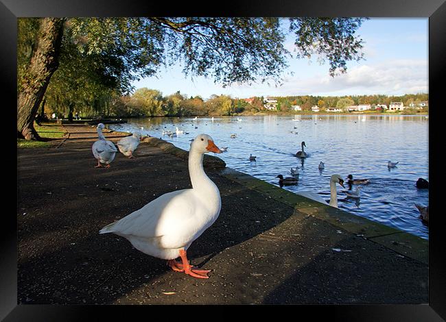 Geese at Linlithgow Loch Framed Print by Tom Gomez
