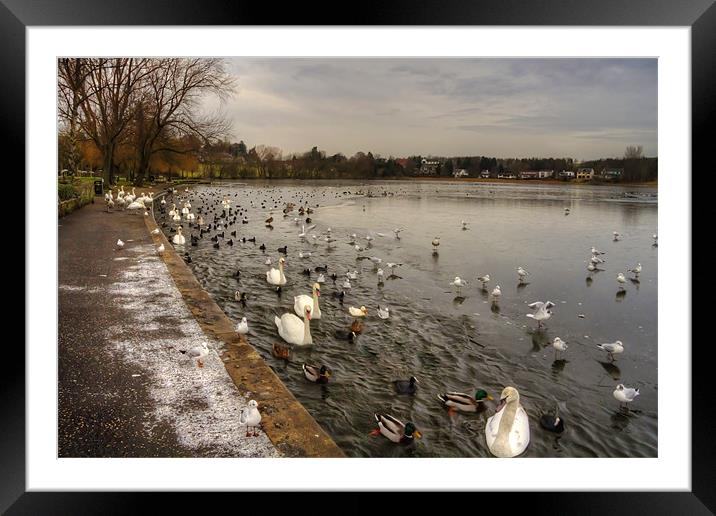 Winter Wildfowl Framed Mounted Print by Tom Gomez