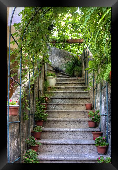 Potted plants and a dog on the steps Framed Print by Tom Gomez