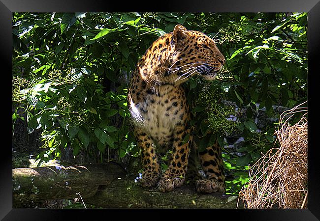 Amur Leopard Framed Print by Tom Gomez